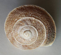 Tingitana minetti decussata  (Pallary, 19018)   